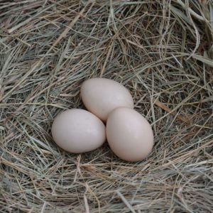 egg cemani Jual Ayam Hias HP : 08564 77 23 888 | BERKUALITAS DAN TERPERCAYA The Pure Breed Poultry Of Ayam Cemani Eggs For Sale
