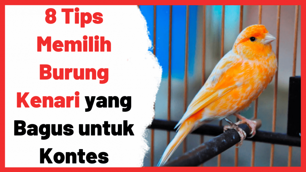 8 Tips Memilih Burung Kenari yang Bagus untuk Kontes | Cover