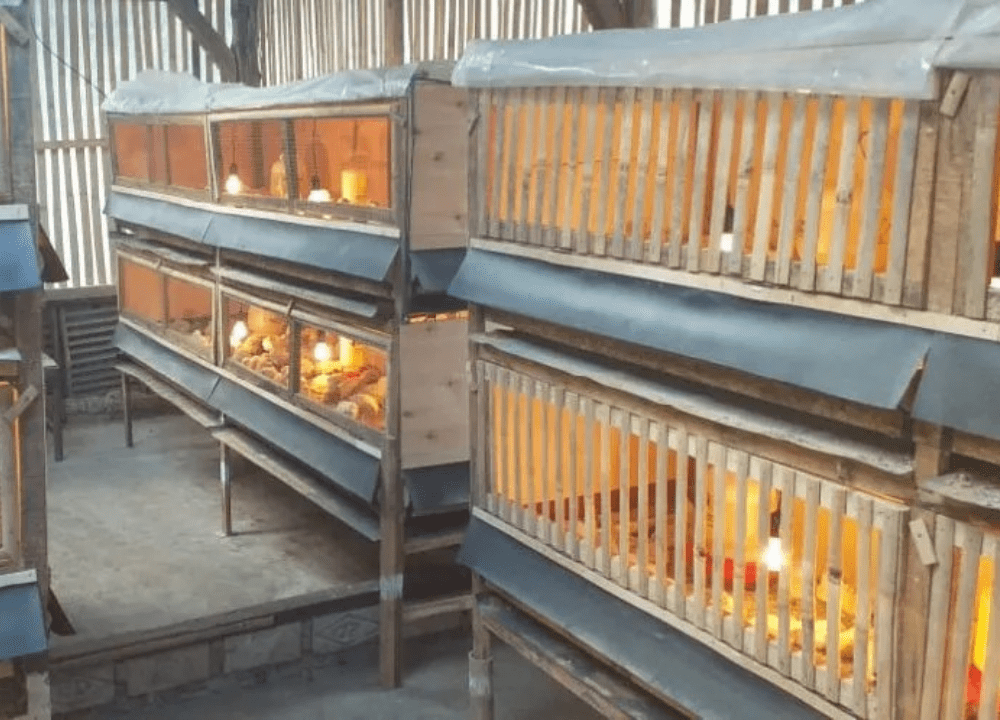 Peluang Emas: Memulai Usaha Beternak Ayam yang Menguntungkan