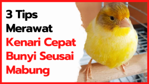 3 Tips Merawat Kenari Agar Cepat Bunyi Seusai Mabung