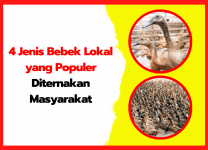 4 Jenis Bebek Lokal yang Populer Diternakan Masyarakat | thumnail