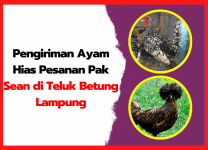Pengiriman Ayam Hias Pesanan Pak Sean di Teluk Betung Lampung Pengiriman Ayam Hias Pesanan Pak Sean di Teluk Betung Lampung
