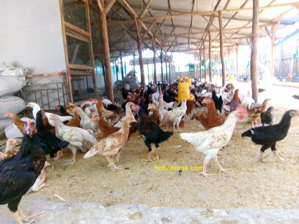 Ayam Joper Siap Panen