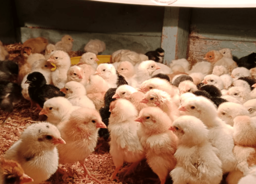 Bahaya Gas Amonia di Kandang: Ancaman Serius bagi Kesehatan Ayam Kampung Super Anda