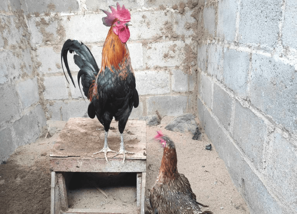 5 Tips Jitu Mengatasi Ayam Ketawa yang Tidak Nafsu Makan