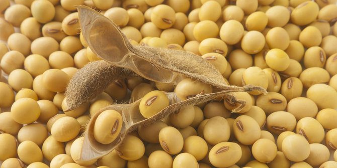 Kacang Kedelai