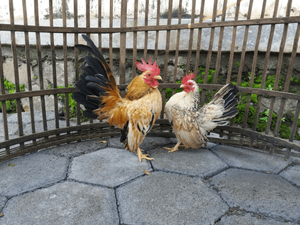 Ayam Serama ayam terkecik di dunia