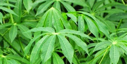 Daun Singkong