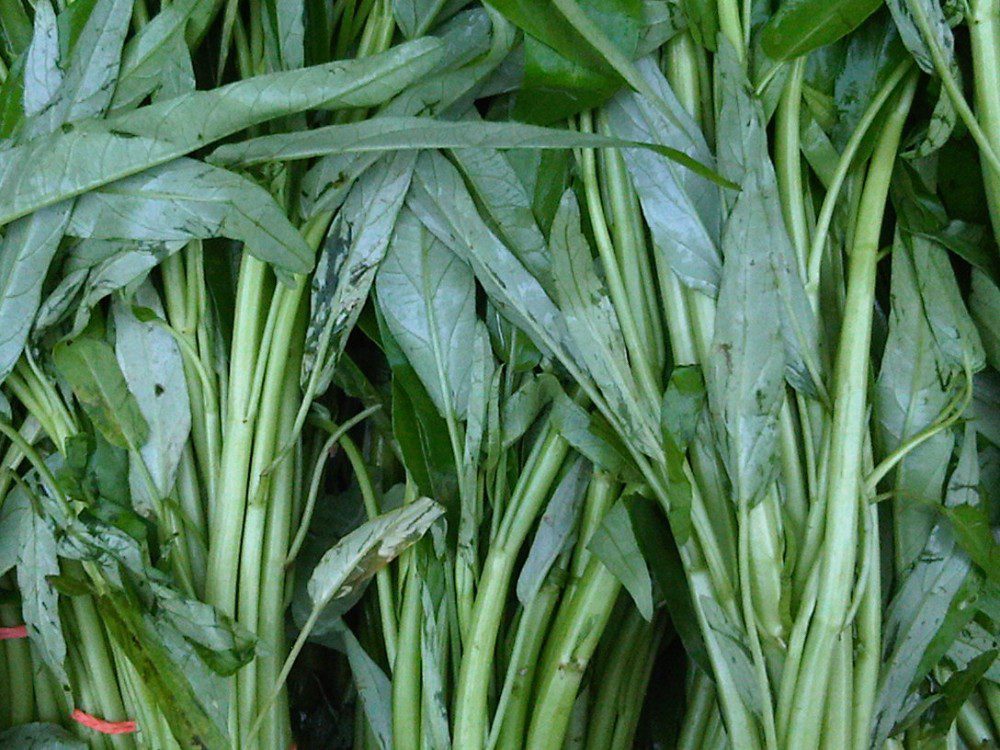 Kangkung