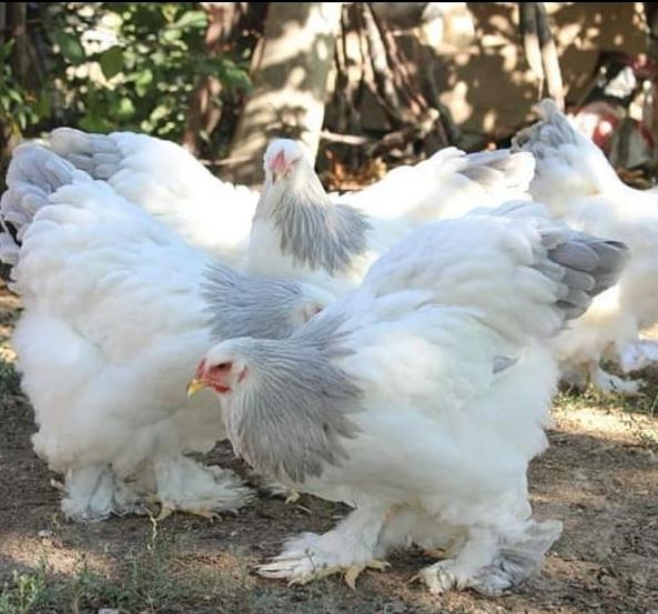 Keunikan ayam brahma memiliki postur tubuh yang besar dan gagah