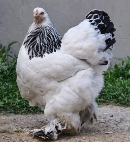 Ayam Brahma Dewasa