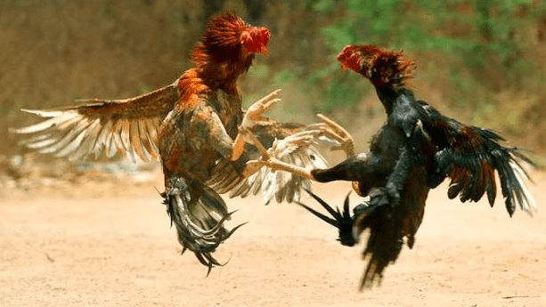 Banyak cara agar ayam-ayam yang kita pelihara tidak saling berantem atau bertarung, informasi diatas adalah beberapa caranya