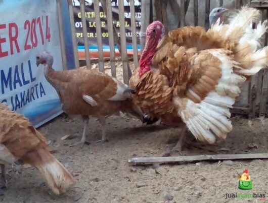 Ayam Kalkun Bourbon Red Dewasa
