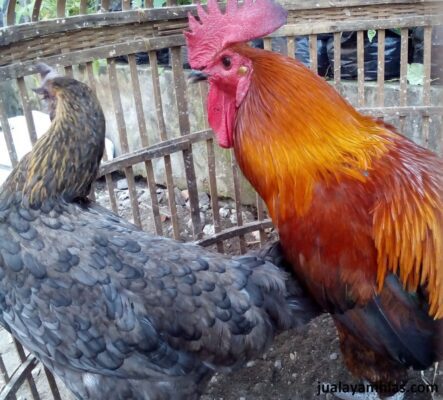 Ayam pelung jantan dewasa dengan postur gagah dan leher panjang, siap memukau dengan kokok merdunya