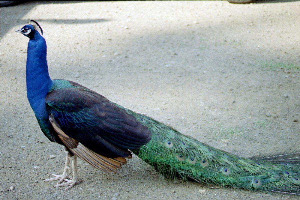 Black-winged peafowl