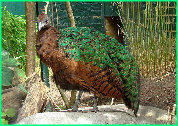 Congo peacock
