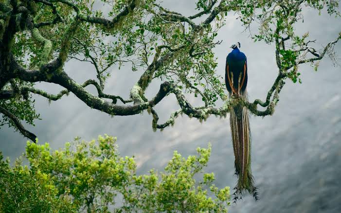 Peacock Habitat