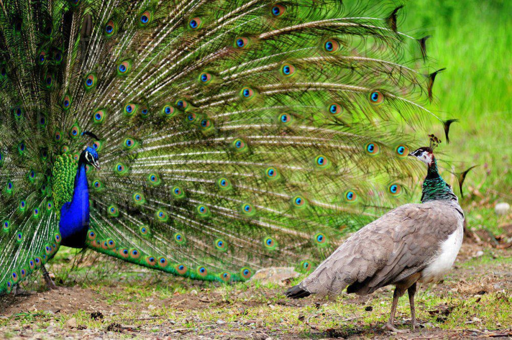 Female peacock can't spread their tail feathers, because they don't have long feathers like a male peacock.