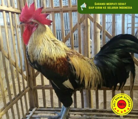 Kandang yang bersih dan nyaman adalah awal dari kokok yang merdu.