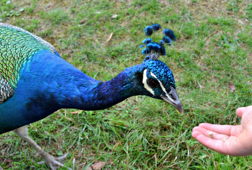 peacock feeding