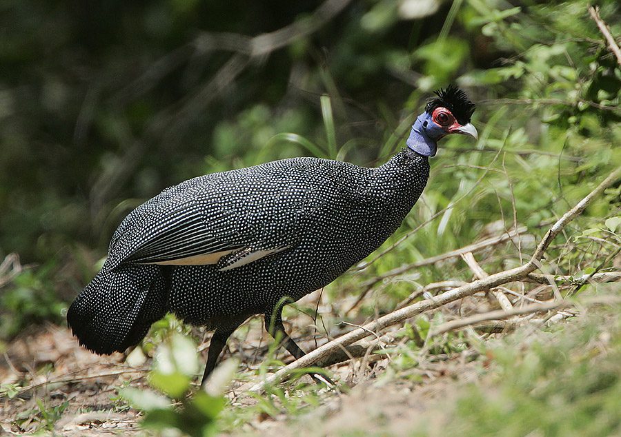 The beauty of this bird is not only in its feathers, but it has a pretty crest. | One crested guinea fowl.
