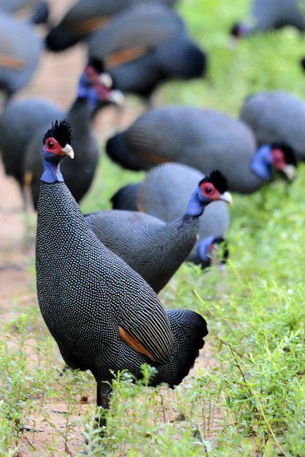 Crested Guineafowl obtained its name by the curly taft of hair on its head. | A bunch of crested guinea fowl.