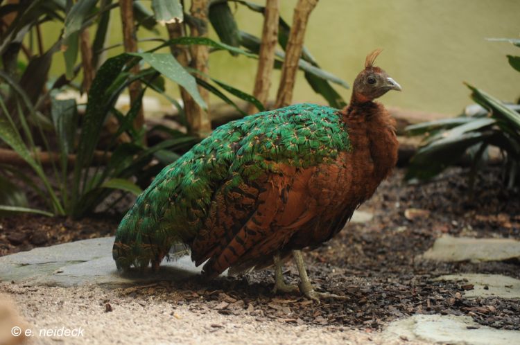Whereas the female, is smaller in size and has brown and green feathers. | Female congo peafowl