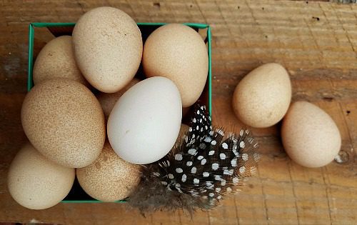 You can eat guinea eggs the same as you consume chicken eggs in general. | Guinea Fowl Eggs