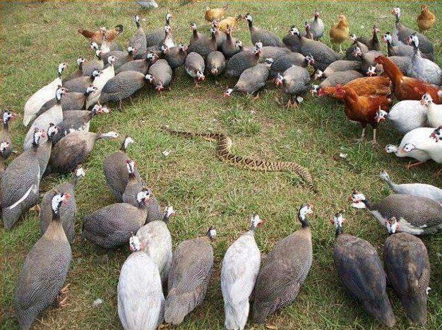 Guinea flock and snakes