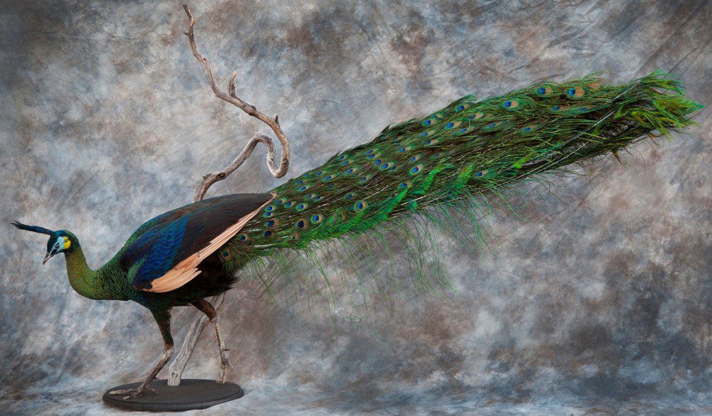Male Green Peafowl
