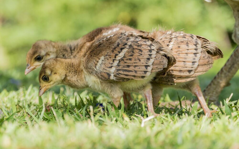 Peachick will be with their mom before growing up, however, you should place it in a safe place from predators.