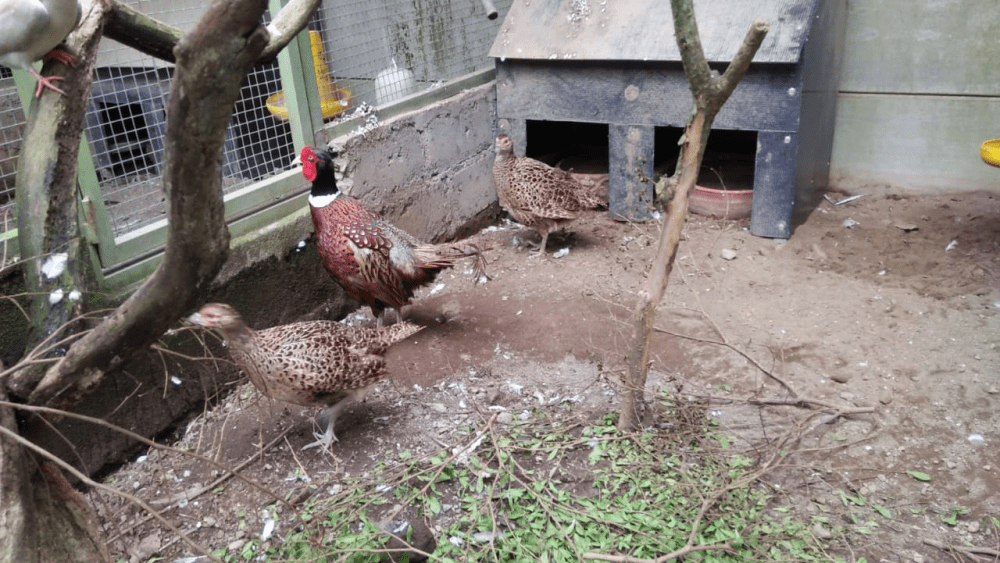 The pheasant cage must be safe from predators, and the cage floor can be with soil or sand.