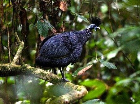 Plumed guinea fowl is almost like crested guinea fowl, only the crest is higher. | Plumed guineafowl