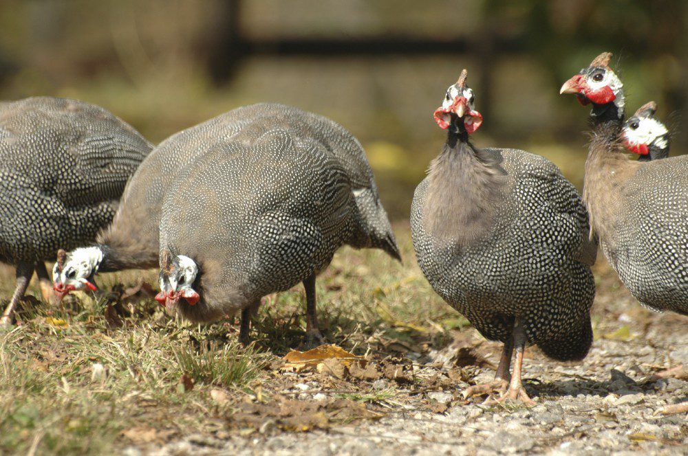 Guinea fowl alarm call sourced from its loud voice so commonly referred to as 'watchdog'.