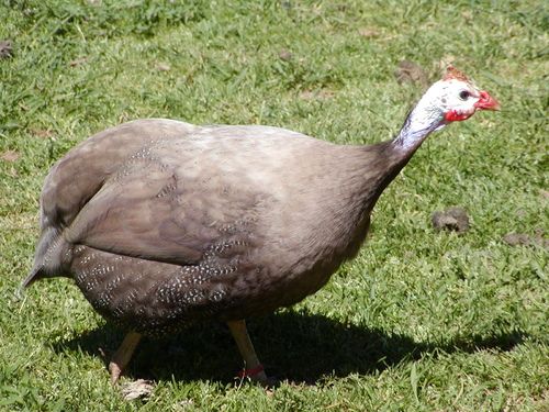 Chocolate guinea fowl has a unique discoloration of the fur begins when they keets until large, the color of the fur will be darker.