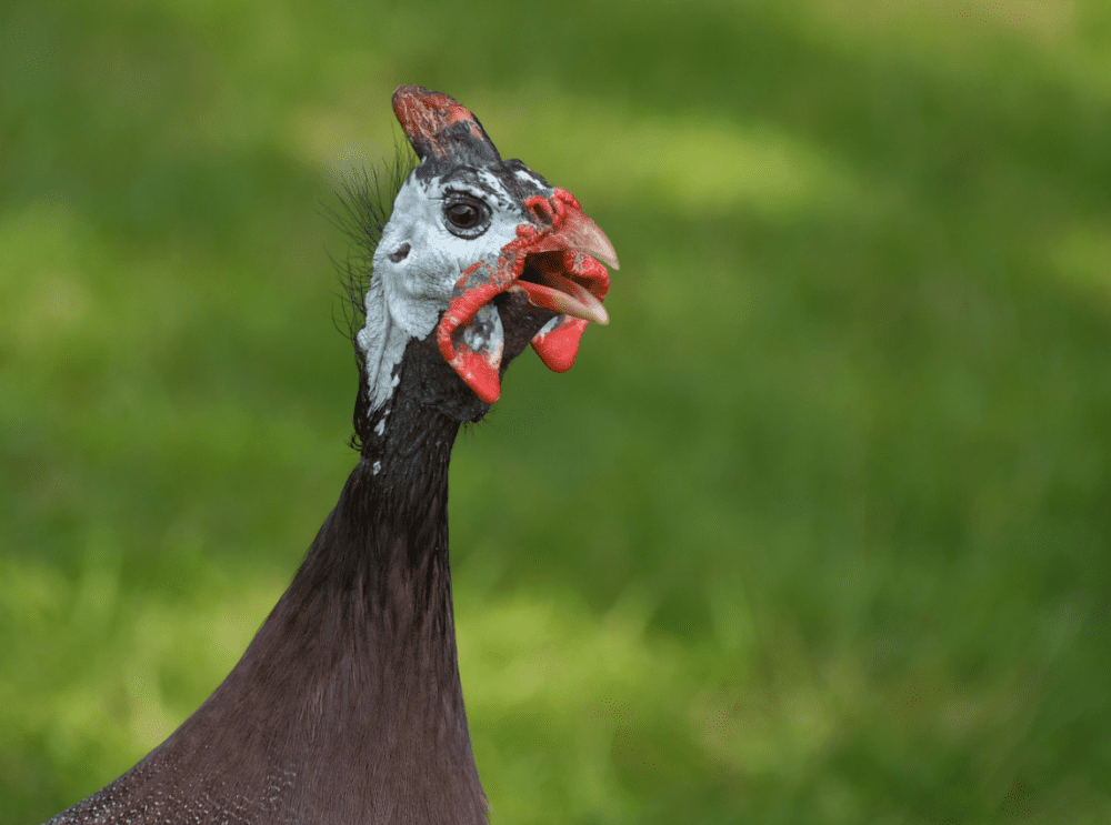 Guinea fowl is from Galliformes order, like turkey, pheasant, and they like to forage on the ground.