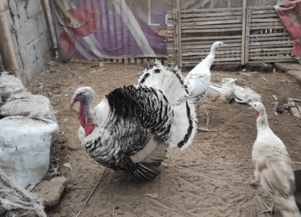 Jual Ayam Kalkun Royal Palm: Pesona Bulu Unik dan Peluang Bisnis Menggiurkan!yang beradaptasi dengan teknologi terbaru akan tetap relevan dan unggul di pasar yang terus berubah.