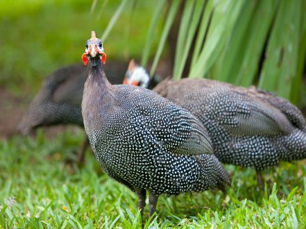 Different from other galliform orders, Guinea Fowl's sound is unique, loud, and very useful at certain moments.
