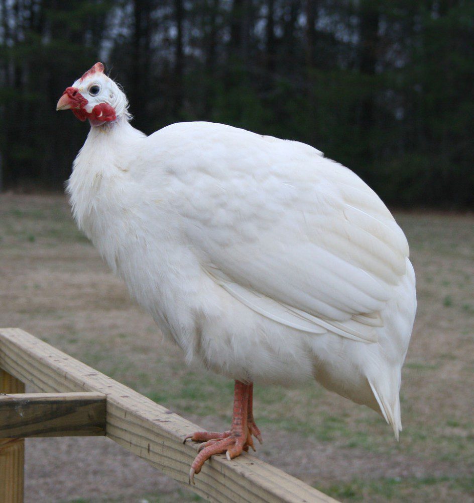 Another various of guinea fowl colors are white, they don't have pearl spots but they aren't albino.