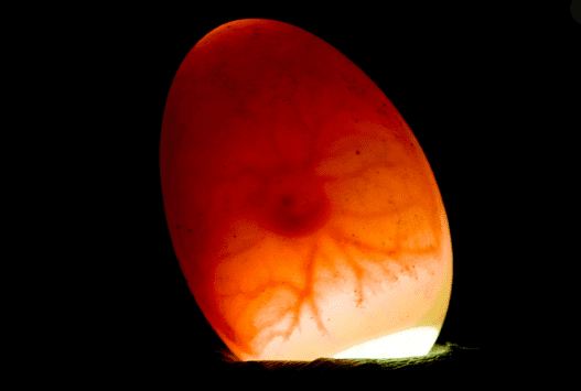 Candling eggs are a way to see the development of egg embryos whether developing or not.