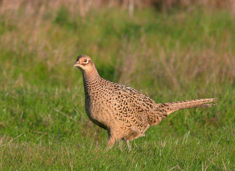 Female ring-neck pheasant google.com