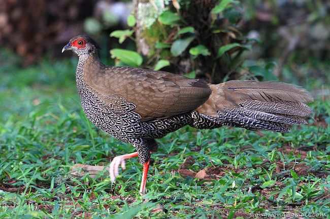 Female silver pheasant google.com