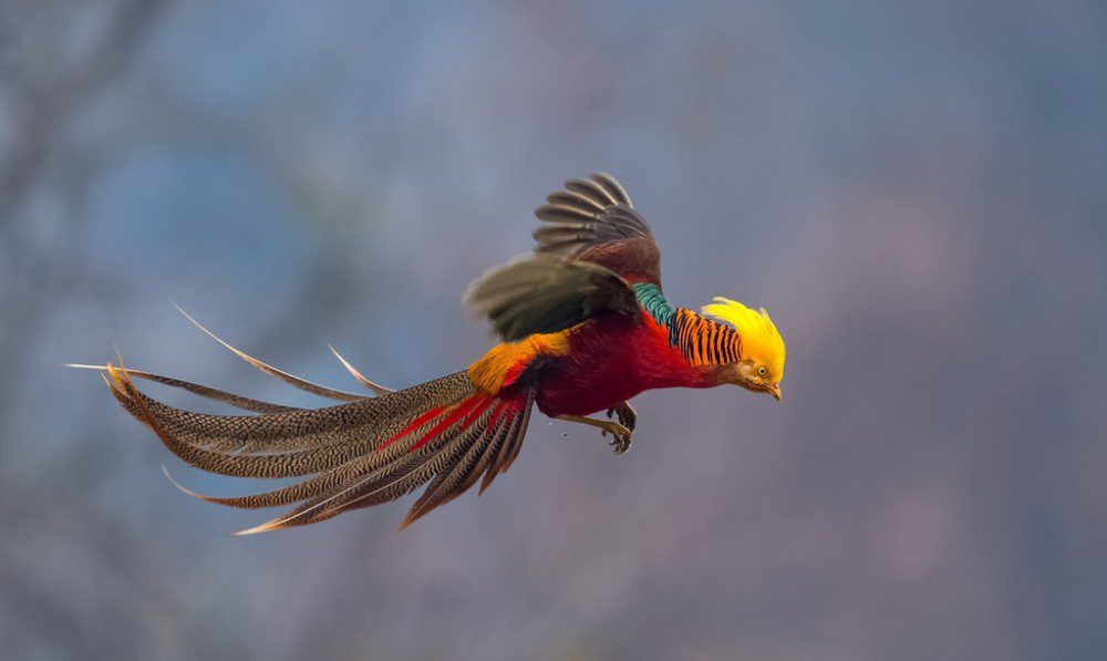 Altough pheasants are able to fly fast for short distance, they prefer to run. However, if they are startled, they will burst to the sky in a ‘flush’. | Flying Golden Pheasant