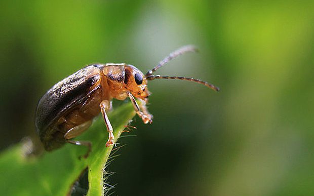 Kind of insects