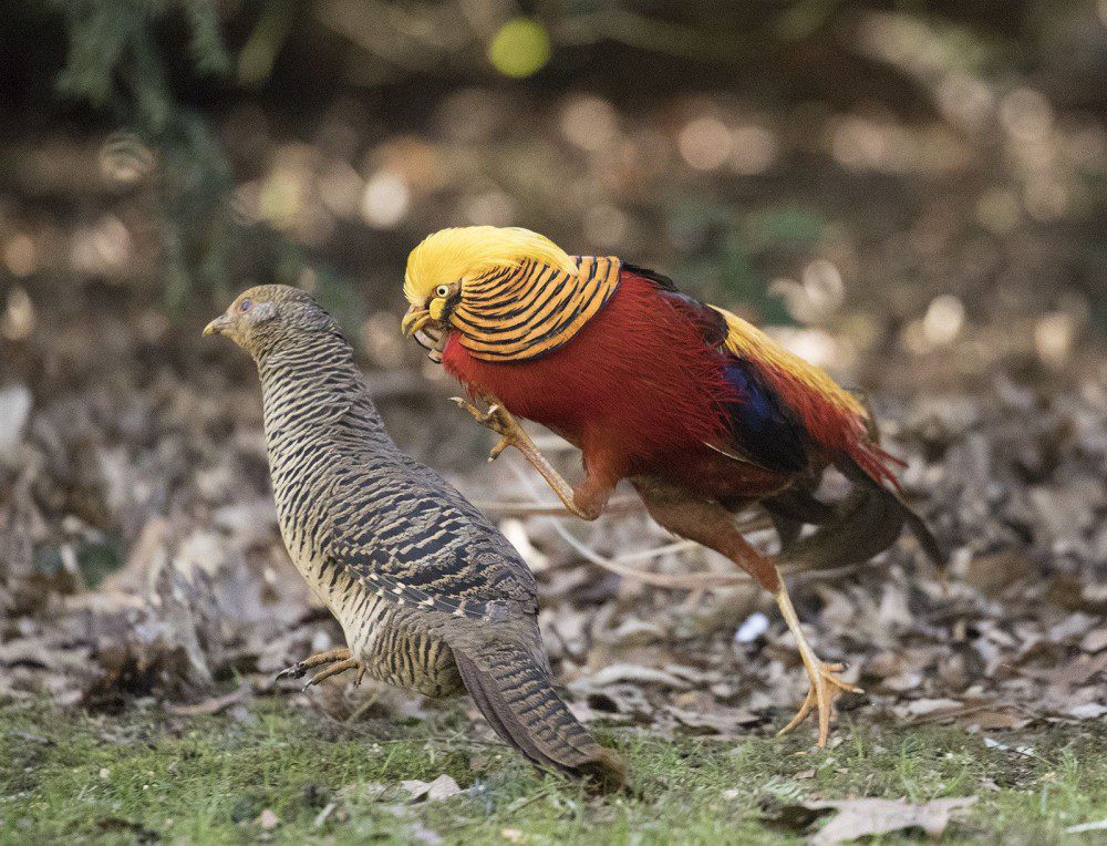 Berikut merupakan ayam golden pheasant Jantan dan Betina. Perlu diketahui bahwa waena ayam golden pheasant betina cenderung cokelat tidak seperti golden pheasant jantan yang memilki warna mernarik | image 2 
