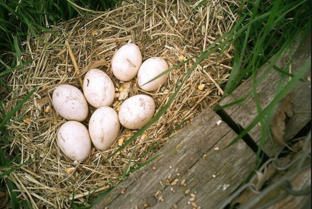 The color and size of a peacock egg is similar to a turkey egg. If you want to hatch eggs manually, prepare the nesting as shown above.