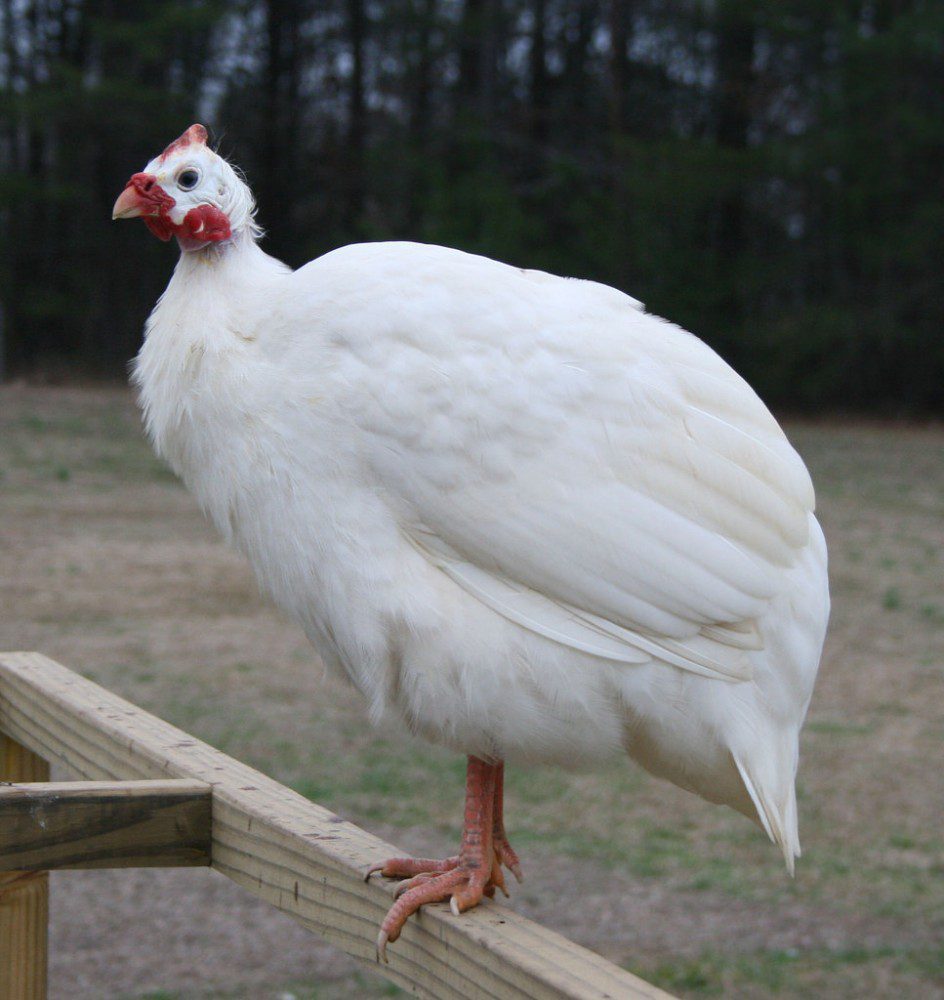 White Guinea Fowl A Solid Pure White Color Jualayamhias White Guinea Fowl A Solid Pure White Color Jualayamhias
