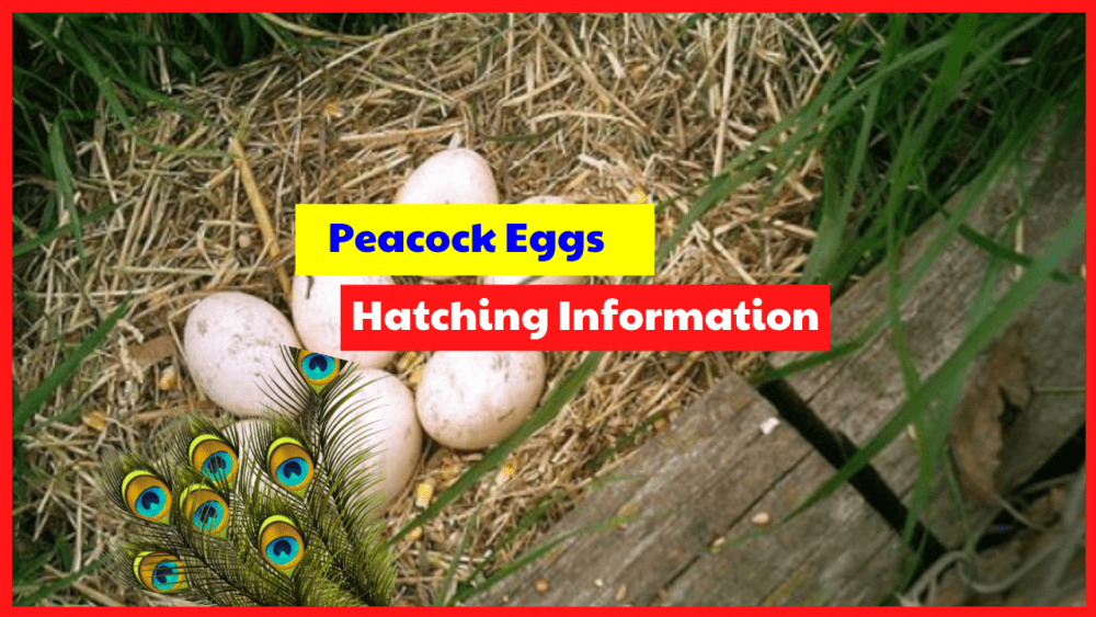 There are 2 ways to incubate a peacock egg, which is naturally and using a incubator.