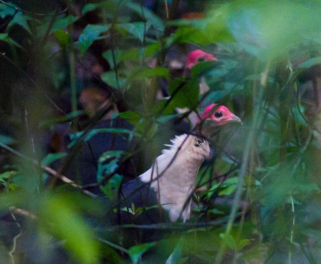 White-breasted guinea fowl (i.pinimg.com)