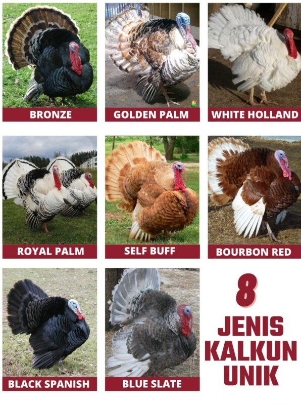 Berbagai Jenis Ayam Kalkun Unik